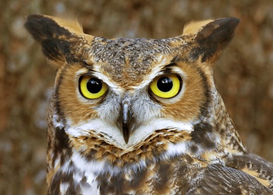 great-horned-owl 2