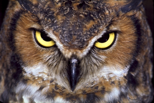 great-horned-owl 3