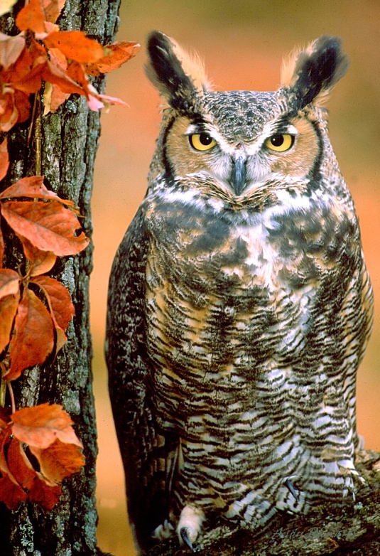great-horned-owl 5