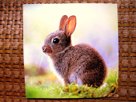 Lovely rabbit (kiitos Saila!) 01