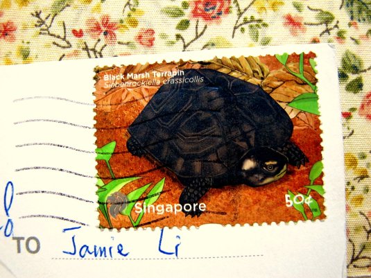 turtle stamp