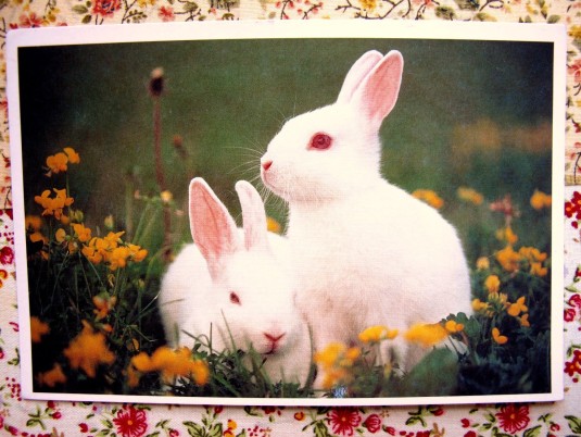white rabbit (kiitos Saila) 01